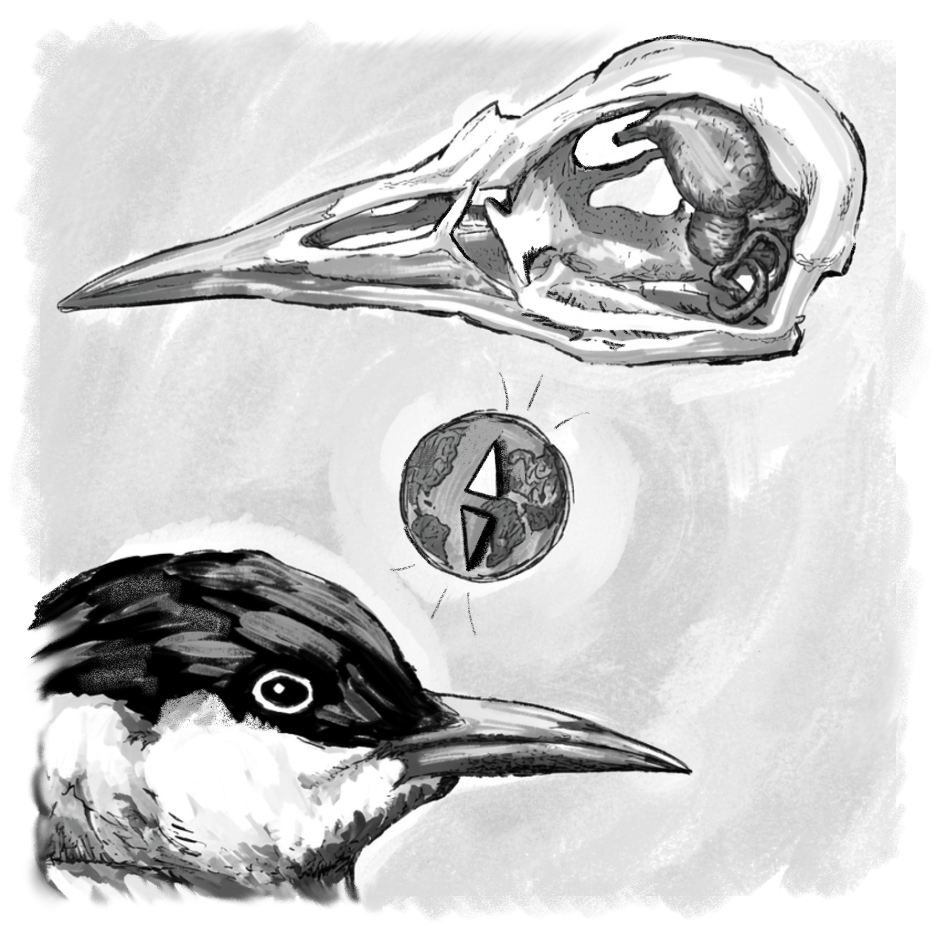bird's head and skull, with a compass drawn between them