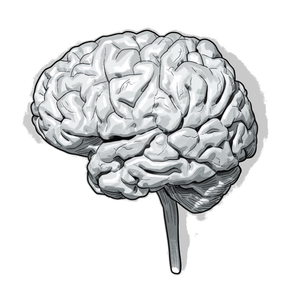 brain