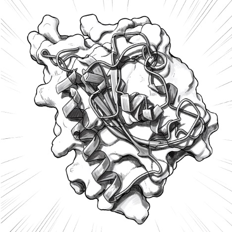 protein